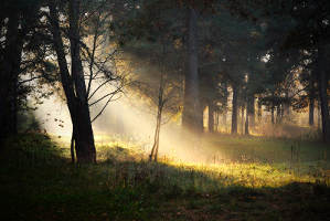 sunbeams in fog in the forest