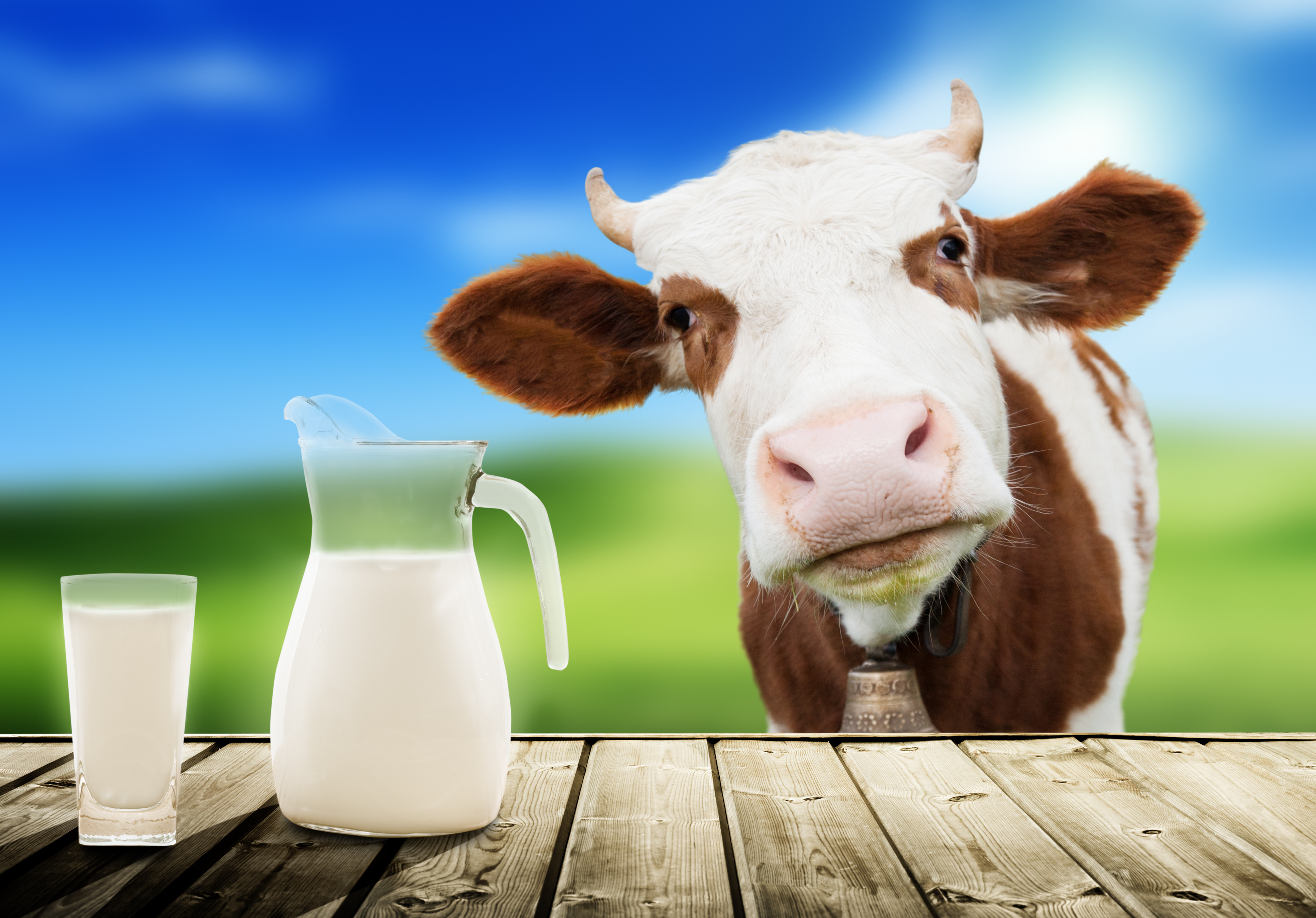 Mucca e latte