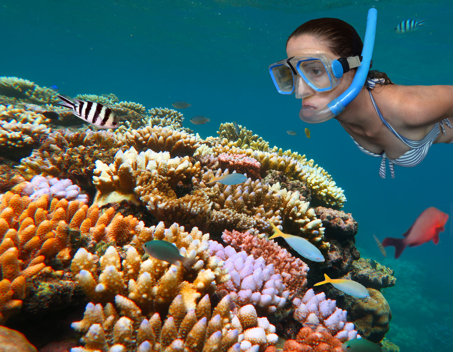 snorkeling e barriera corallina