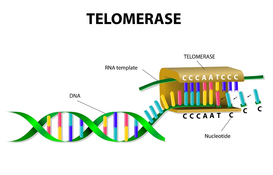 enzima telomerase